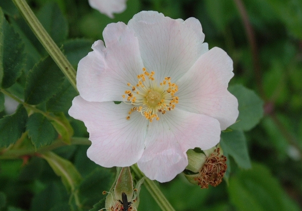 rose selvatiche